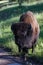 Adult male bison or bufalo