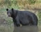 Adult male black bear