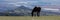 Adult male Black stallion wild horse of spanish descent high above the Bighorn canyon on the Wyoming Montana border in western USA