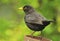 Adult male Blackbird (Turdus merula)