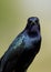 Adult male Boat-tailed Grackle