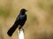 Adult male Boat-tailed Grackle