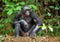 Adult male of Bonobo