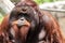 Adult male bornean orangutan