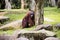 Adult male of Borneo orangutan Pongo pygmaeus