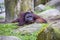 Adult male of Borneo orangutan Pongo pygmaeus