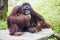 Adult male of Borneo orangutan Pongo pygmaeus