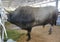 Adult male of bovine, buffalo, bull on the farm