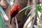 An adult male Brazilian tanager, ramphocelus bresilius, perched on a branch. This bright and colourful species is endemic to