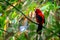 An adult male Brazilian tanager, ramphocelus bresilius, perched on a branch. This bright and colourful species is endemic to