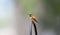 Adult Male Brilliant Rufous Hummingbird Selasphorus rufus
