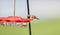 Adult Male Brilliant Rufous Hummingbird Selasphorus rufus