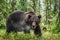 Adult Male Brown Bear breathes with steam. Close up portrait of Brown bear in the summer forest. Green forest natural background