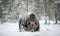 Adult Male of Brown  Bear walks through the winter forest in the snow.