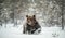 Adult Male of Brown  Bear walks through the winter forest in the snow.