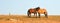 Adult Male Buckskin Stallion nursing from a mare in the Pryor Mountains Wild Horse Range on state border of Montana Wyoming USA