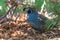 Adult Male California Quail