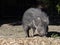 An adult male Catagonus wagneri, Chacoan peccary, looking for food on the ground