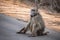 Adult male chacma baboon sits on the side of a road in Kruger National Park, South Africa