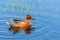 Adult male cinnamon teal swimming in blue water close up