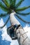 Adult male climbs coconut tree to get coco nuts