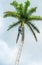 Adult male climbs coconut tree to get coco nuts