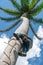 Adult male climbs coconut tree to get coco nuts