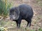 Adult male Collared peccary, Pecari tajacu