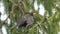 An adult male common blackbird Turdus merula standing on a branch