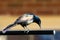 Adult Male Common Grackle Perched on a Pole