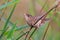 Adult male Common grasshopper warbler sits deep in grass