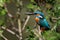 Adult male of common kingfisher Alcedo atthis also known as the Eurasian kingfisher perched on a branch