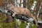 Adult Male Cougar (Puma concolor) Clings to Branch Snarling