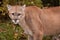 Adult Male Cougar Puma concolor Close Up Ears Back