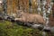 Adult Male Cougar Puma concolor Lies on Birch Branch Autumn