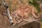 Adult Male Cougar (Puma concolor) Ready to Pounce