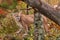 Adult Male Cougar (Puma concolor) on Rock with Ears Back