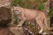 Adult Male Cougar Puma concolor Steps Up on Rock