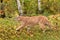 Adult Male Cougar (Puma concolor) Walks Left