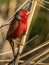 Adult Male Crimson Finch