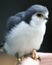 Adult male dickinsons kestrel, africa