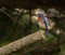 Adult male Eastern Bluebirds perched on pine tree branch