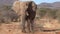 Adult male elephant walks past