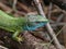 Adult male of European green lizard