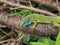 Adult male of European green lizard