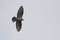 An adult male European honey buzzard Pernis apivorus soaring in the sky.