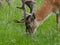 Adult male fallow deer stag with large antlers grazing on grass.