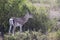 Adult male gazelle Grant who stands near a bush in savannah