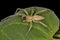 Adult Male Ghost Spider