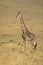 Adult male giraffe walking in the plains of Masai Mara in Kenya